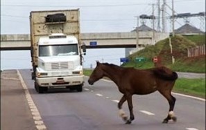 Polícia Federal vai investigar a responsabilidade de produtores rurais da região de Maringá que deixam animais soltos na pista